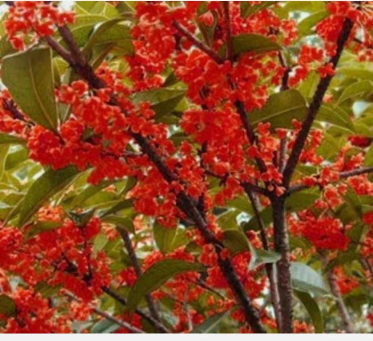 Beni Kin Mokusei Red Sweet Tea Olive Plant - Rooted Starter in 4-Inch Pot - Osmanthus fragrans Fragrant Shrub for Garden or Patio