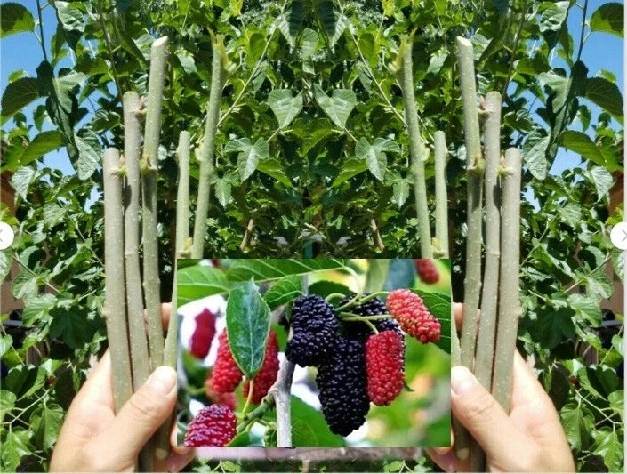 Dwarf Thai Mulberry Cuttings – 10 Organic Fresh Rooting or Grafting Morus alba var. Thai for Organic Gardening