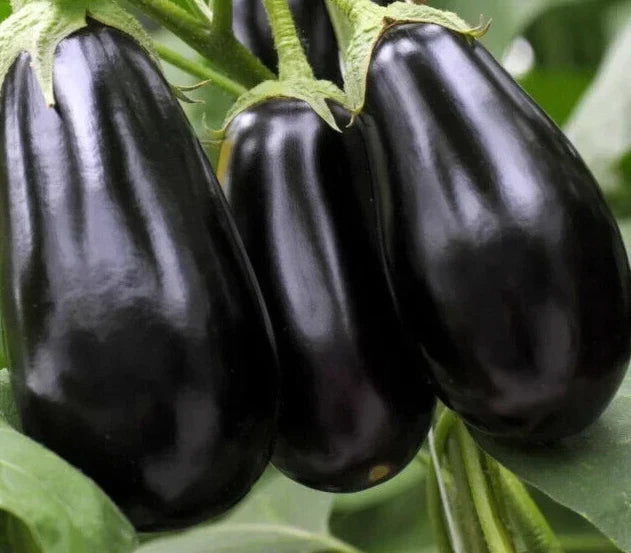 Black Beauty Eggplant Seeds - Heirloom Solanum Melongena Vegetable Garden Seeds, 200+ Non-GMO Organic Seeds
