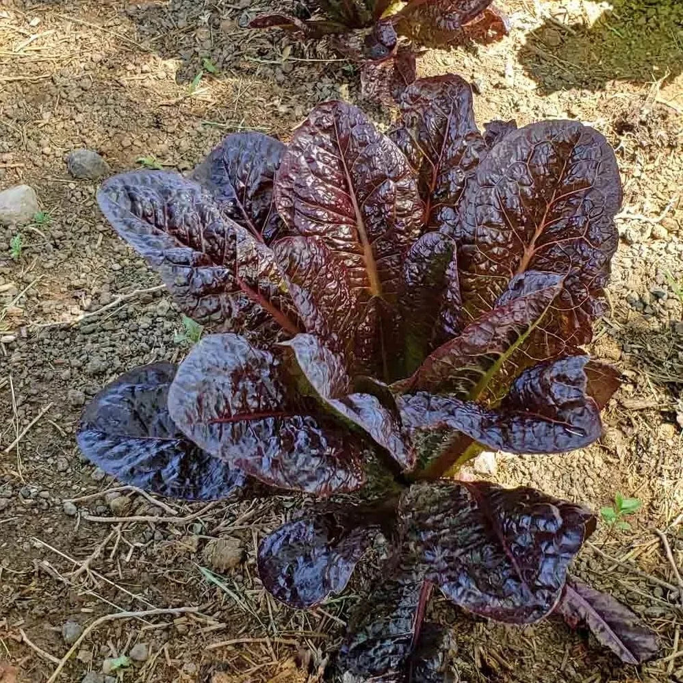Red Romaine Lettuce Seeds - Organic Non-GMO Heirloom, 1000+ Fresh Seeds for Salad, Wraps & Garnishes (Lactuca sativa)