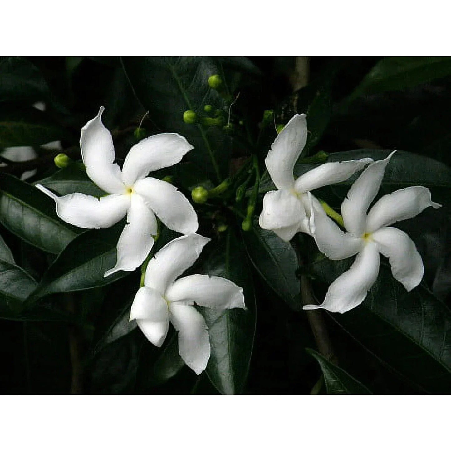 Pinwheel Crape Jasmine Starter Plant – Small Rooted Tabernaemontana divaricata with Fragrant White Flowers for Gardens and Patios