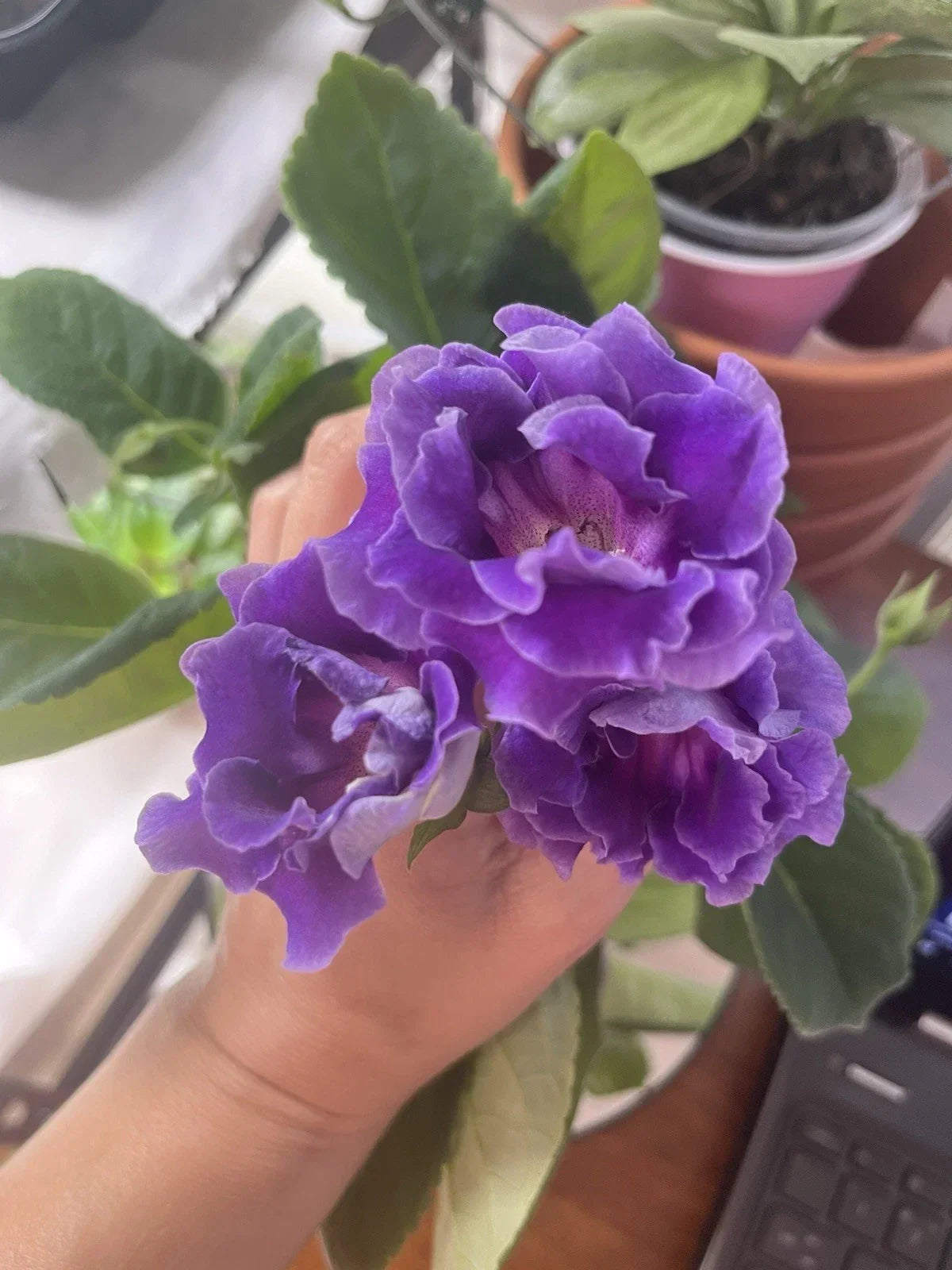 Gloxinia Freshly Cut Leaf Indoor Plant Azure Variety Gloxinia sylvatica with Vibrant Blue Flowers