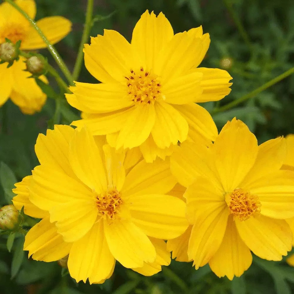 Cosmos Dwarf Lemon Sulphur Seeds 100 Ct - Yellow Flower Annual for Garden, Cosmos bipinnatus, Bright Blooms, Easy to Grow