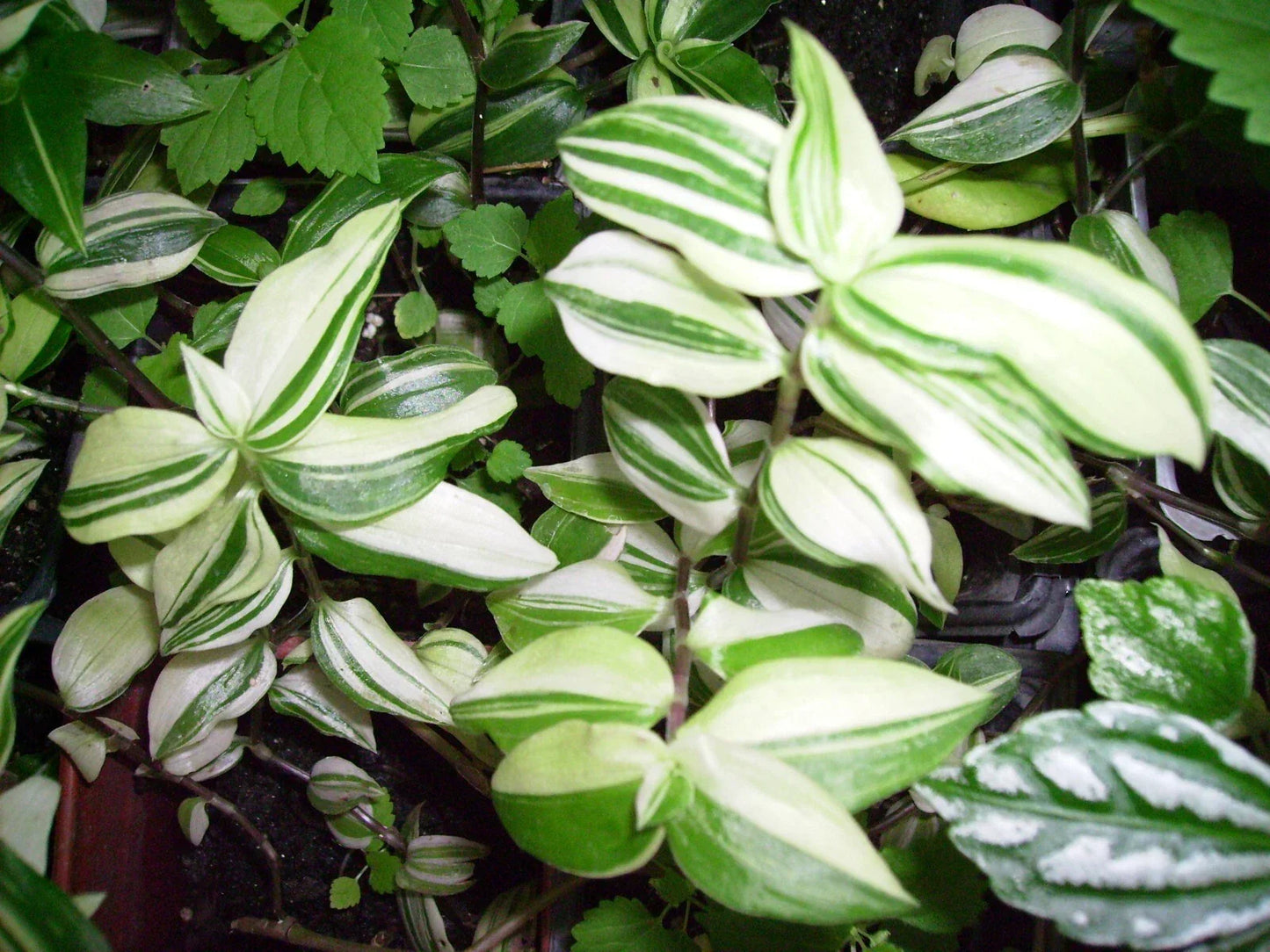 Variegated Wandering Jew Starter Plant 4-inch Pot | Green & White Tradescantia zebrina Indoor & Outdoor