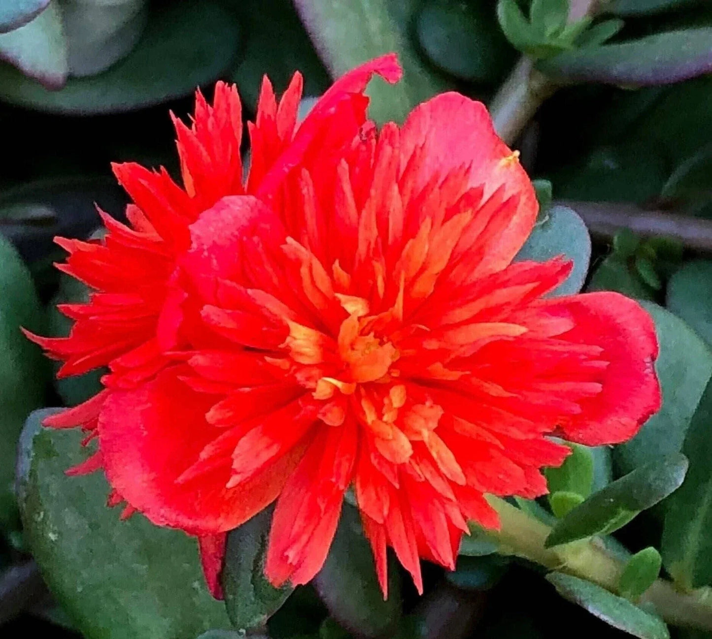 Double Scarlet Portulaca Oleracea - Purslane Plant with Vibrant Red Flowers for Garden, Container, or Bed