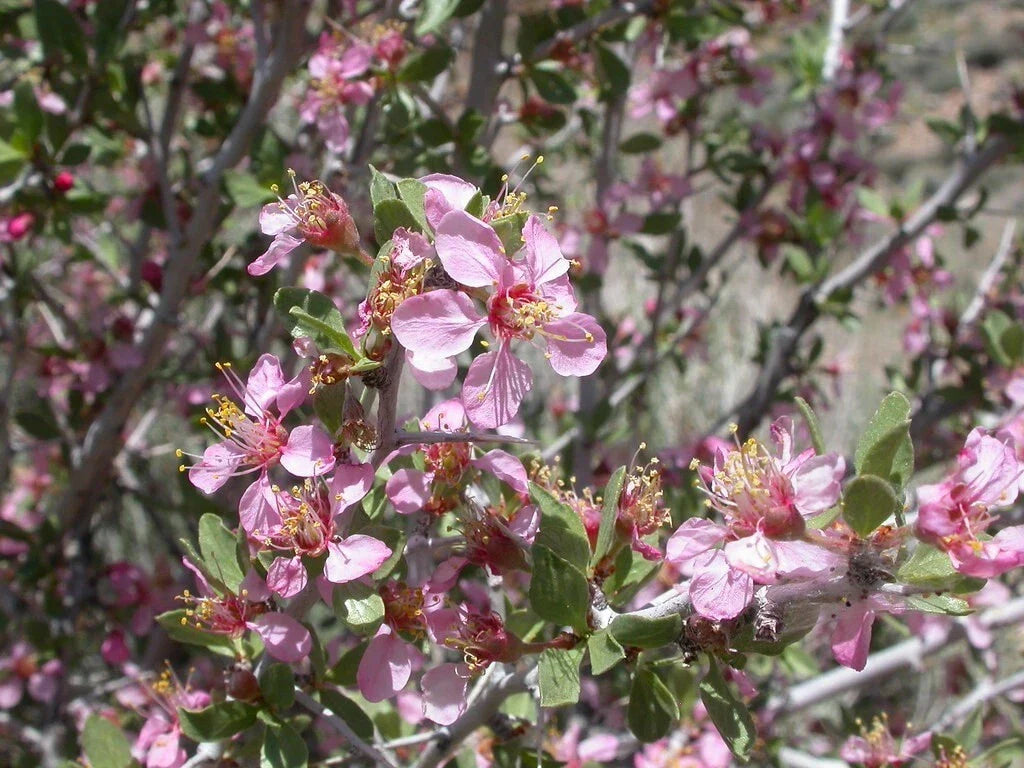 Desert Peach Seeds Pack of 5 | Drought-Tolerant Prunus andersonii Native Plant for Xeriscaping and Low-Water Gardens
