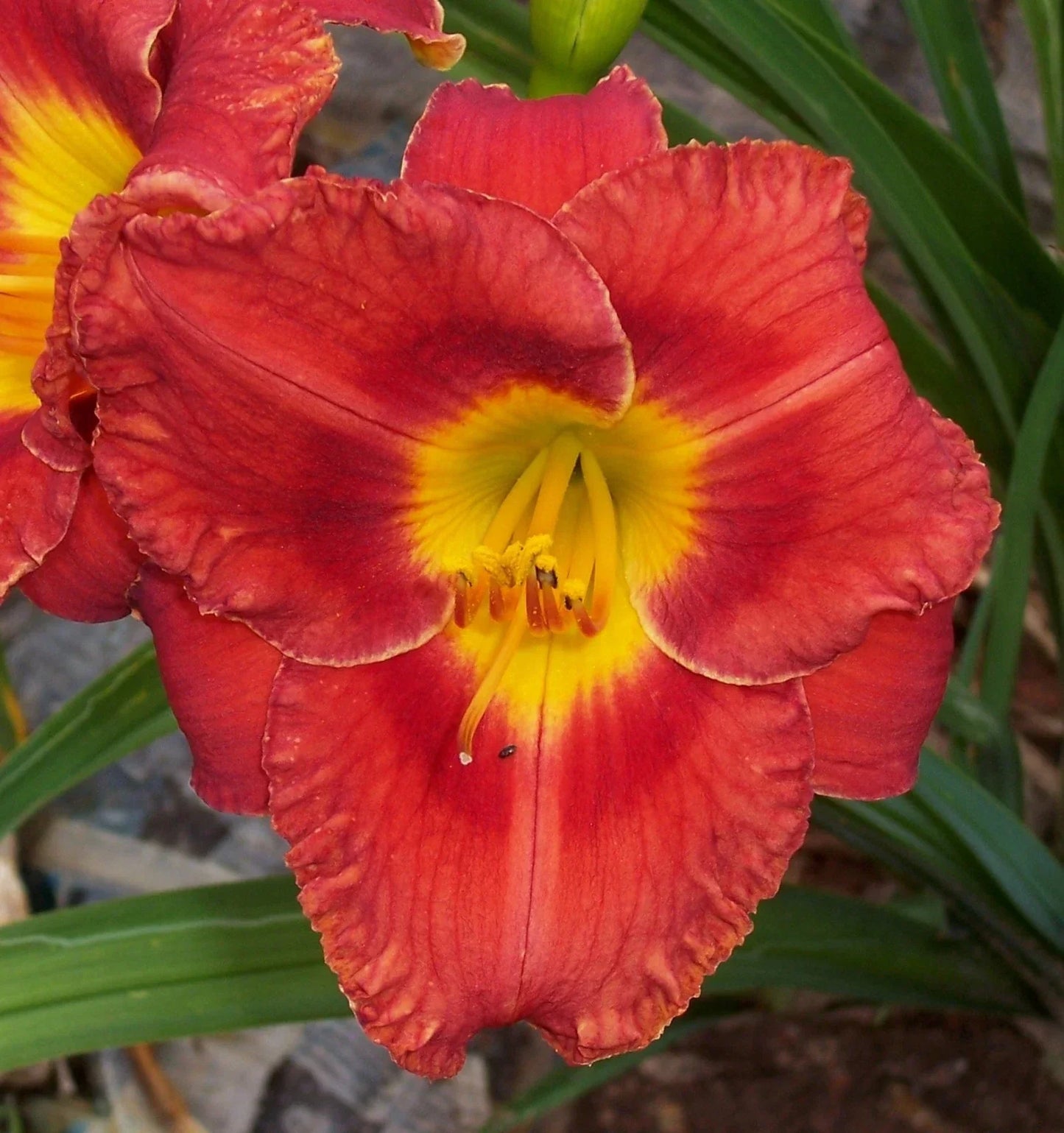 Daylily Plant - Perennial Flower with Yellow Blooms - Hemerocallis spp. - Garden Flower for Borders and Landscaping