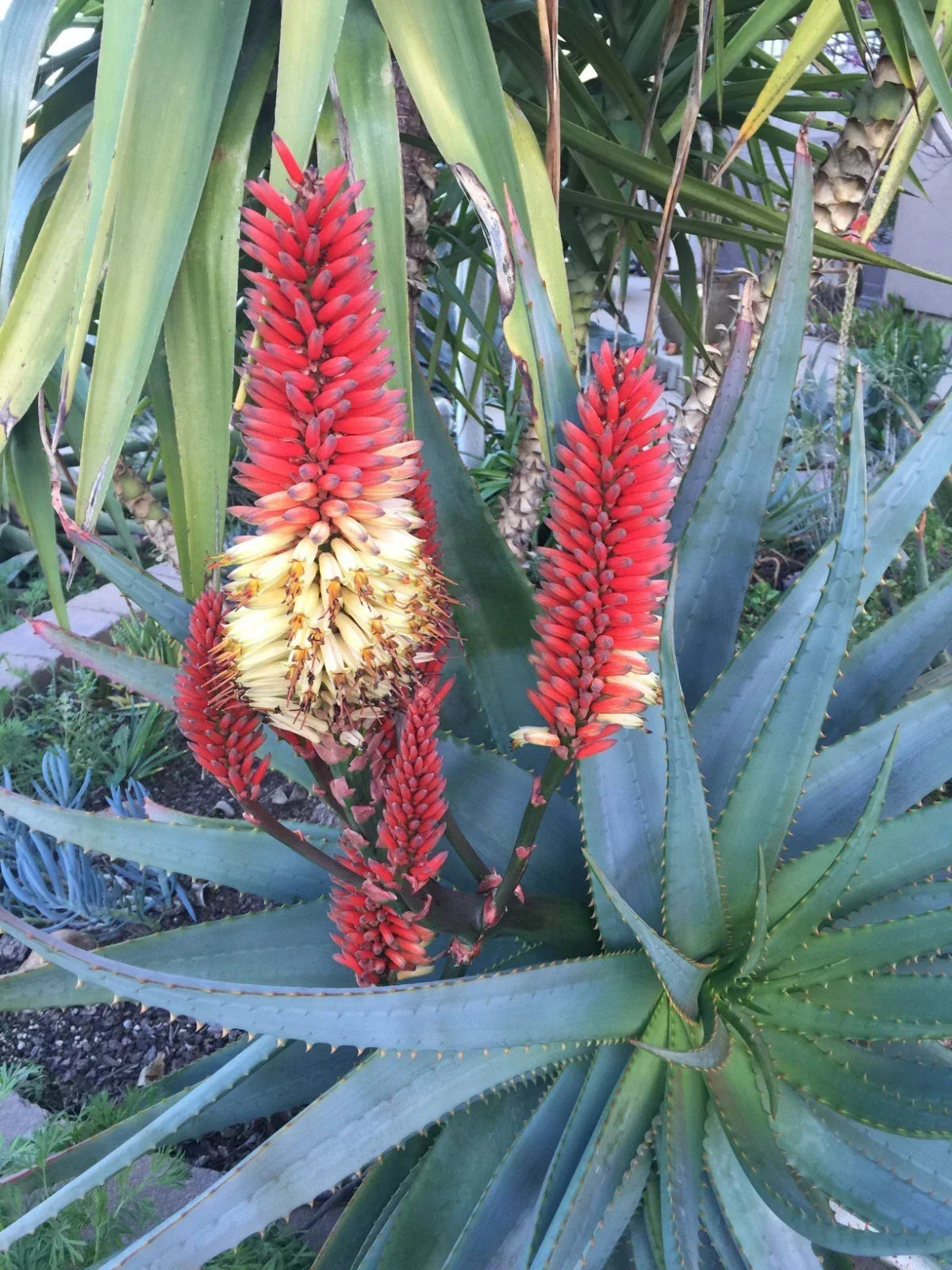 Aloe Cuttings - Raw Aloe 'Tangerine' Succulent Plant for 1-Gallon Pot - Vibrant Orange-Tipped Leaves