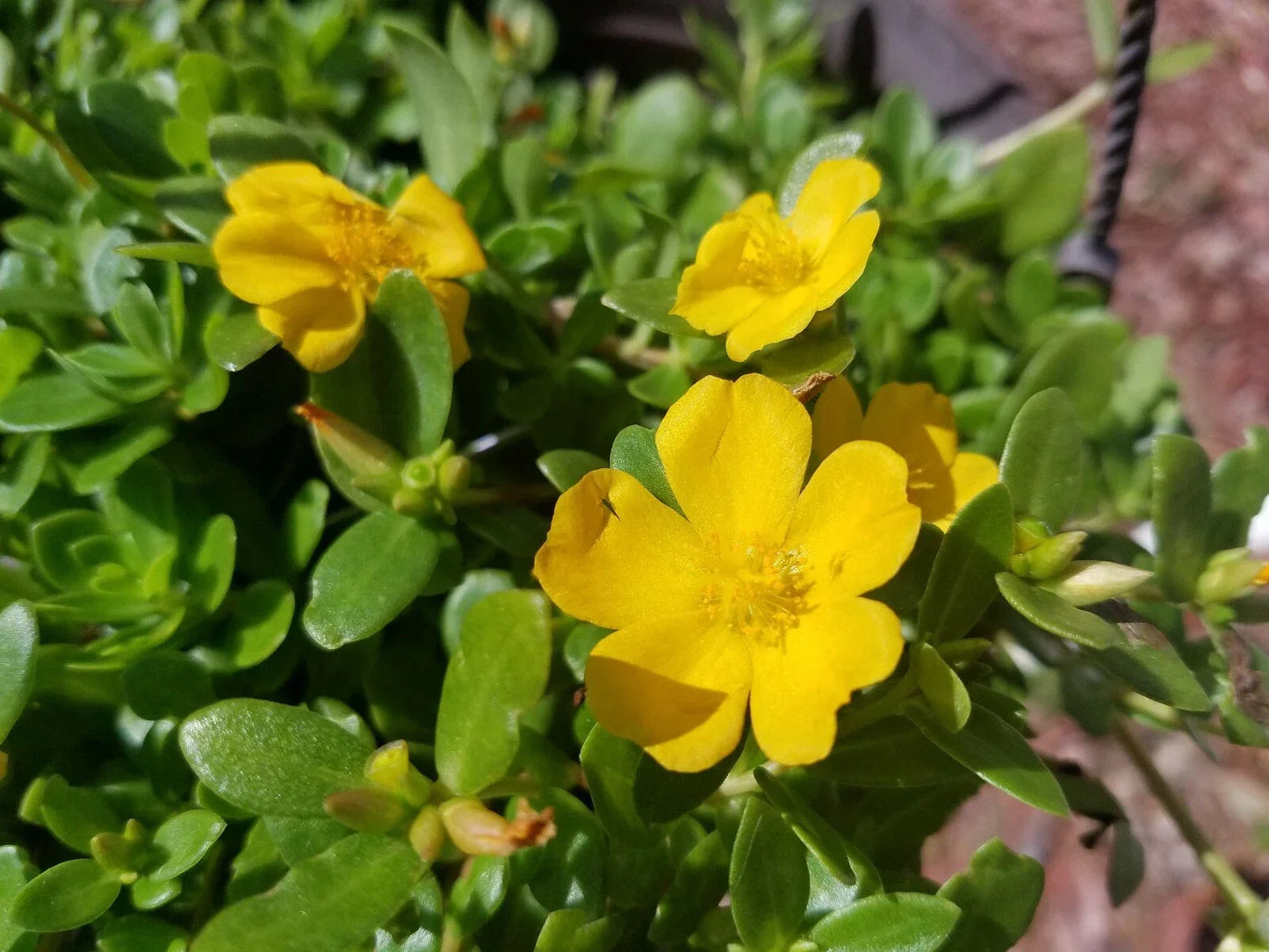 Yellow Single Flower Purslane Cuttings, Vibrant Bright Purple Flowers, Portulaca oleracea, Easy Care Garden Plant for Containers and Beds