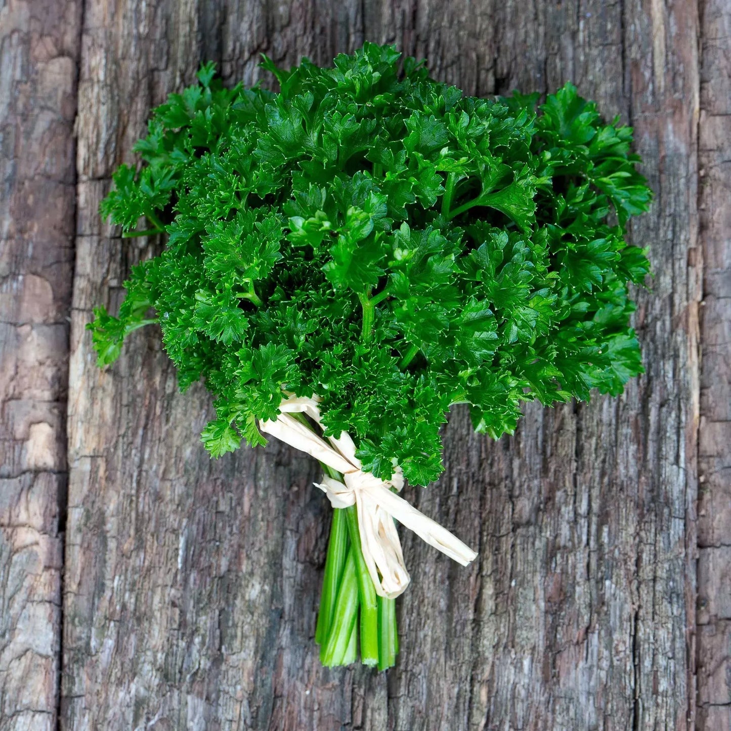 Curled Parsley Seeds 2000 Pack Non-GMO Heirloom Petroselinum crispum for Indoor Outdoor Gardening
