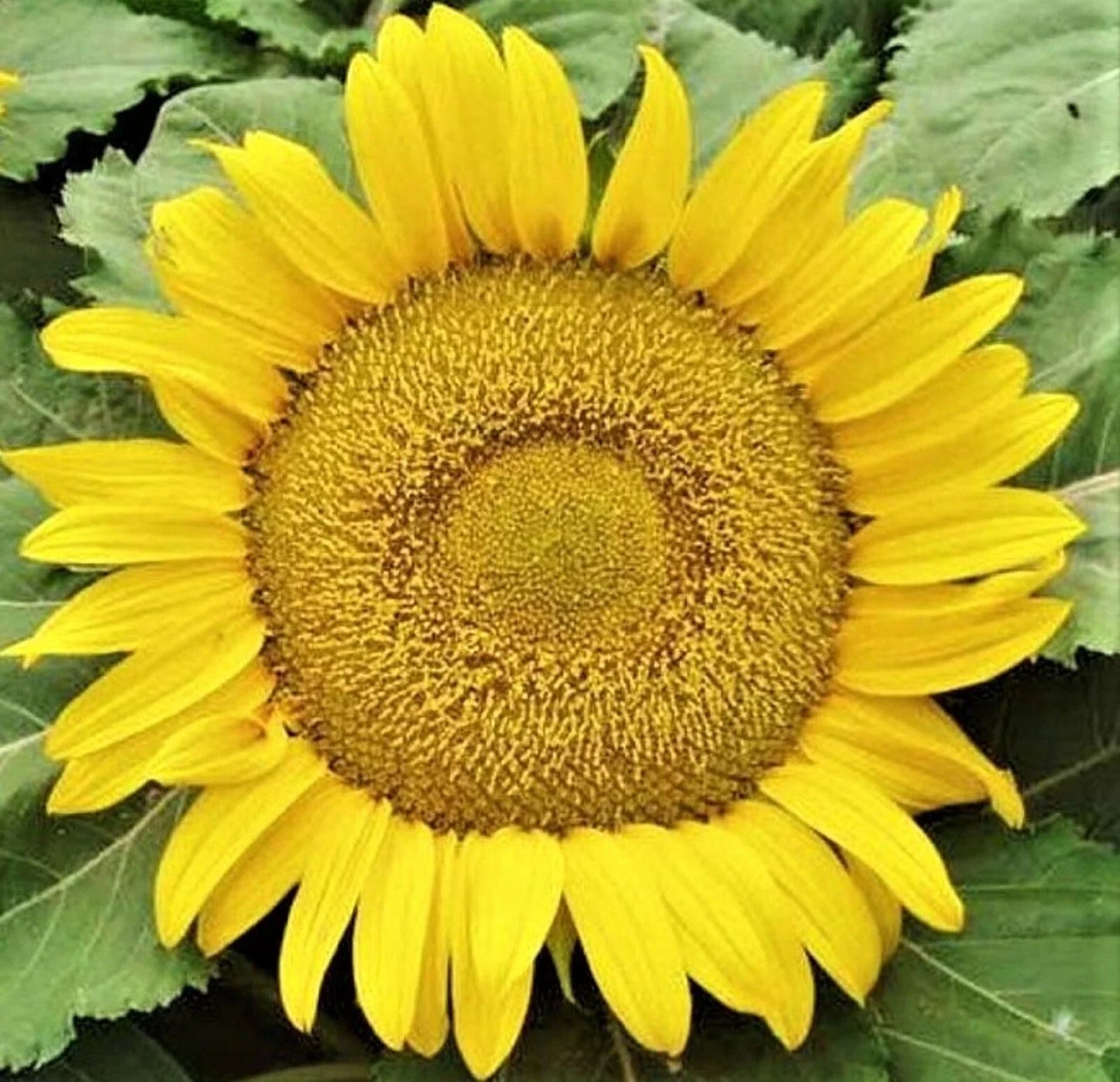 Yellow Pygmy Sunflower Seeds - Non-GMO Helianthus annuus for Small Gardens & Containers, Attracts Pollinators, Pack of 50+ Seeds