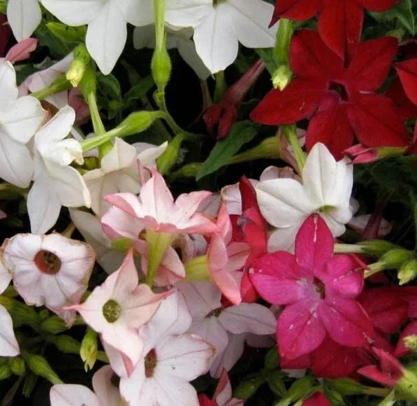 Sensation Tobacco Seeds - 1000 Non-GMO Nicotiana alata Fragrant Flowers - Jasmine Variety for Garden, Containers & Borders