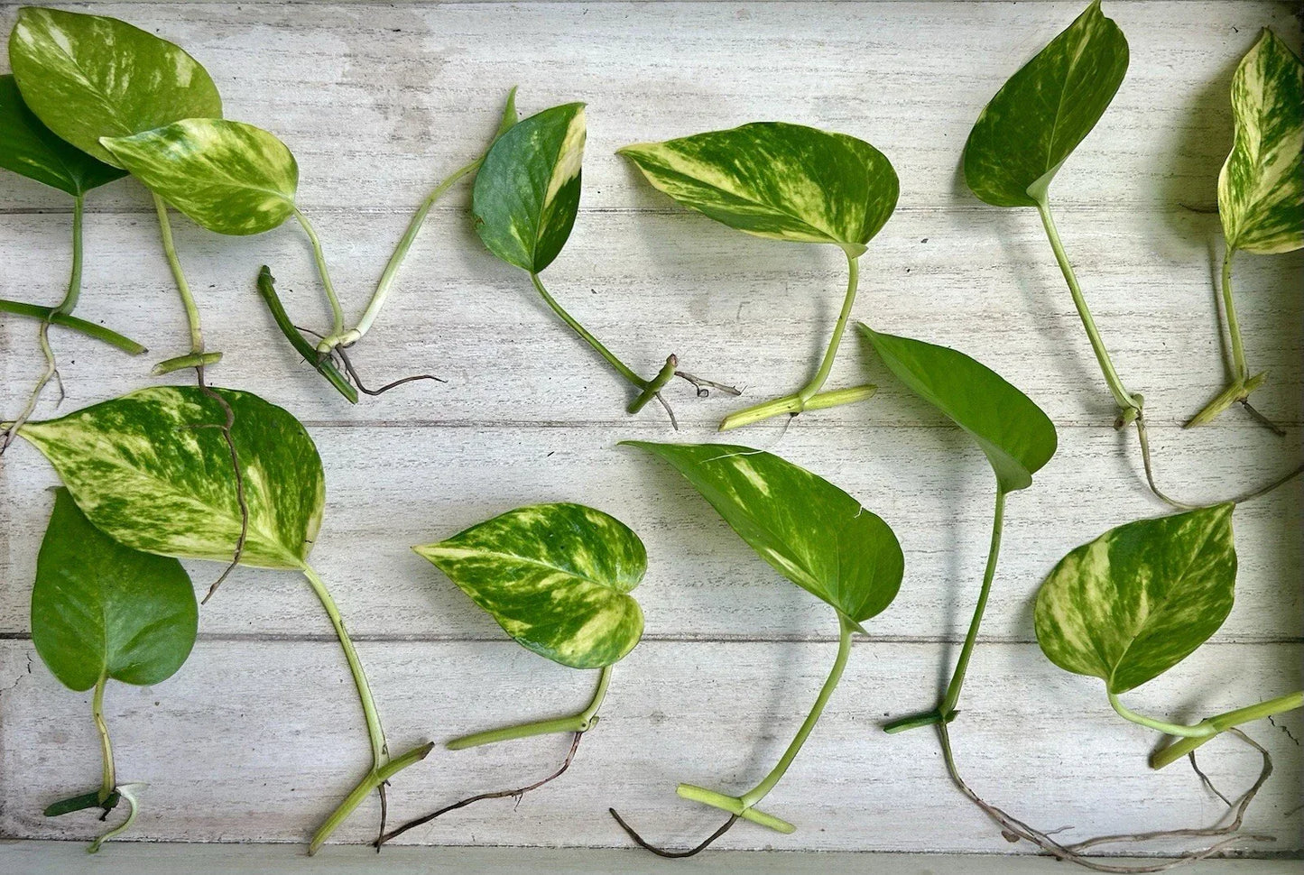 Single Leaf Pothos Cuttings 20 Pack Epipremnum aureum Houseplant for Indoor Garden