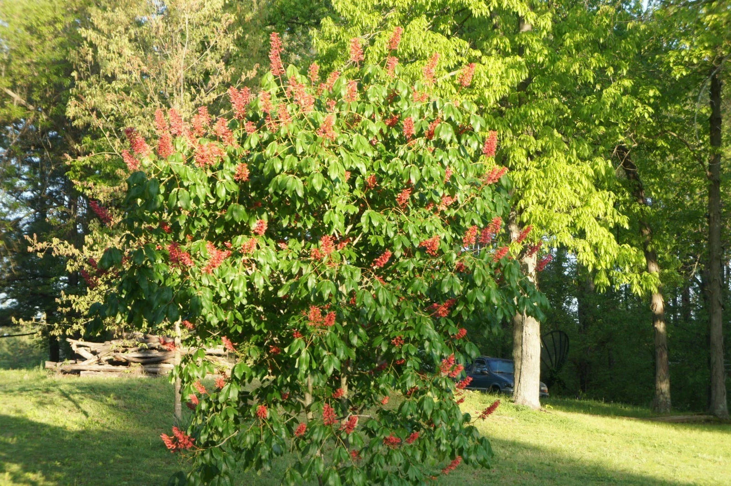 Dwarf Red Buckeye Tree in Container 6-8 inches | Aesculus pavia | Compact Red Flowering Tree for Gardens and Containers