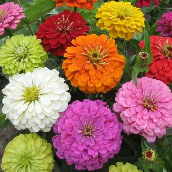 Zinnia Seeds - 100+ Super Yoga Mix - Colorful Annual Flower Seeds for Garden, Borders, Containers - Zinnia elegans