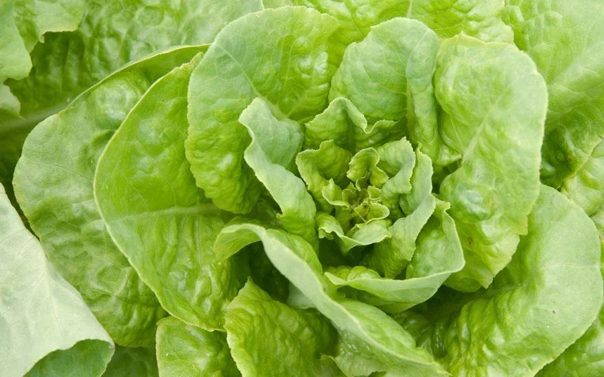 Buttercrunch Lettuce Seeds - Non-GMO, Heirloom, Crisp, Tender Leaves, Lactuca sativa, Seed Packet for Home Garden & Container Planting