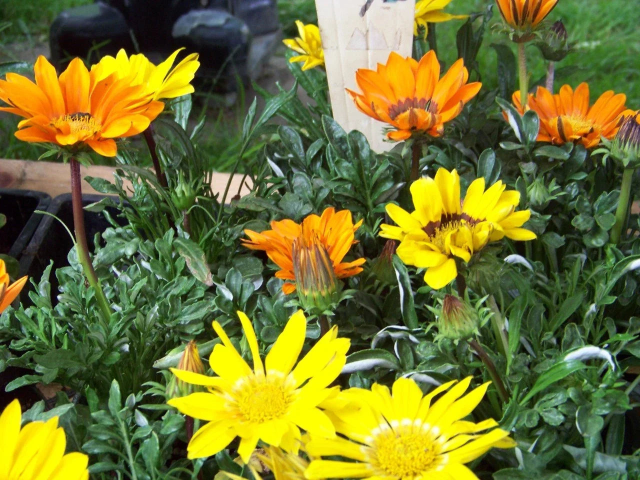 Gazania rigens Perennial Seeds - Sunshine Mix, Colorful Flowers, Drought-Tolerant, Pollinator-Friendly, Garden Bed & Container Plant