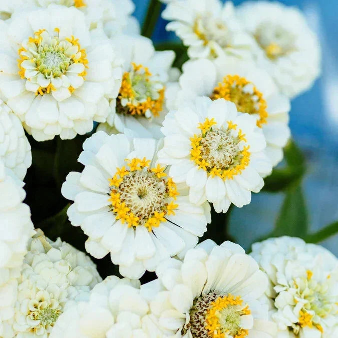 Pumila White Zinnia Seeds - 100+ Zinnia elegans Annual Flower Seeds for Garden, Borders, Containers, Pollinator Attracting