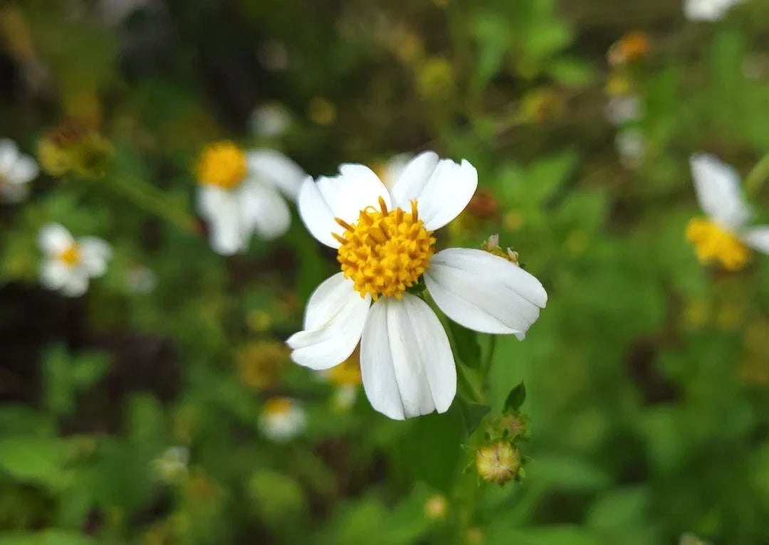 Spanish Needles Seeds 25 Pack Bidens Alba Pollinator Garden Attracts Bees & Butterflies