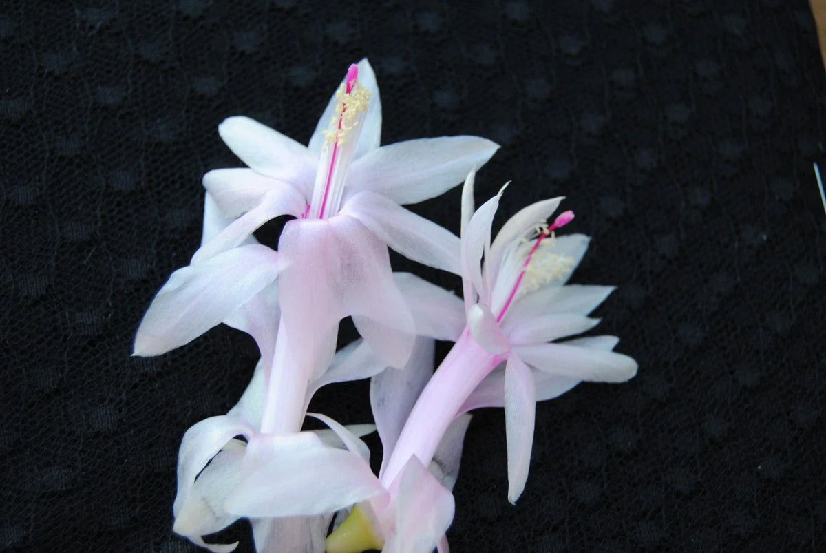 Christmas Cactus Starter Plant - Angel Kisses - Well Rooted Schlumbergera Truncata - Healthy Indoor Plant