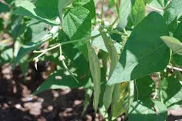 Black Turtle Pole Bean Seeds - Heirloom Phaseolus vulgaris, Climbing Bean, 100+ Seeds for Vertical Gardening, Non-GMO