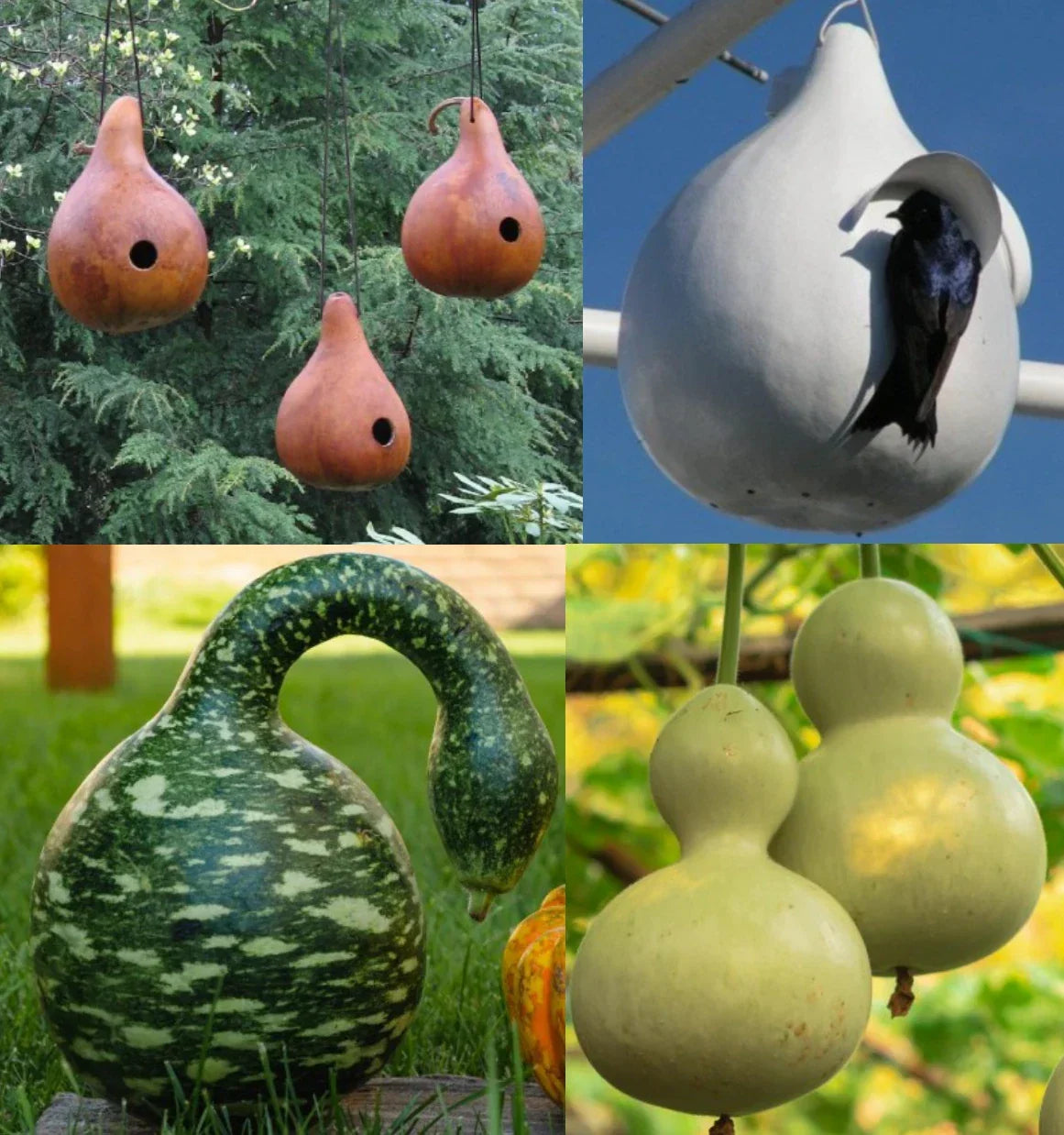Birdhouse Gourd Seeds Mix - 50 Seeds, Speckled Swan Variety, Lagenaria siceraria, Ideal for DIY Martinhouses