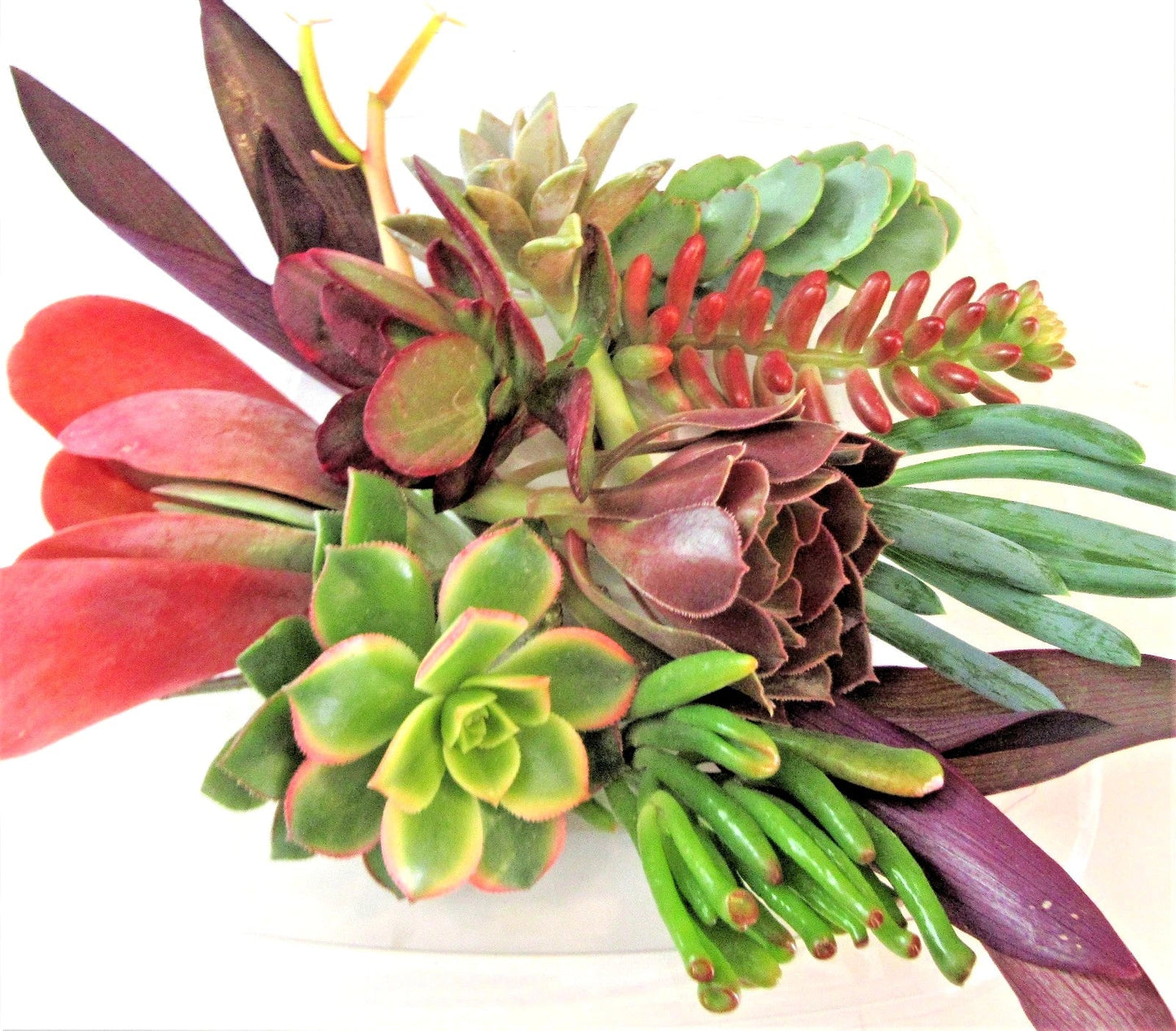Succulent Cuttings Set with 10 Large Color Varieties + 2 Bonus Unique 2-5" Propagation Cuttings - Uncommon Succulent Species