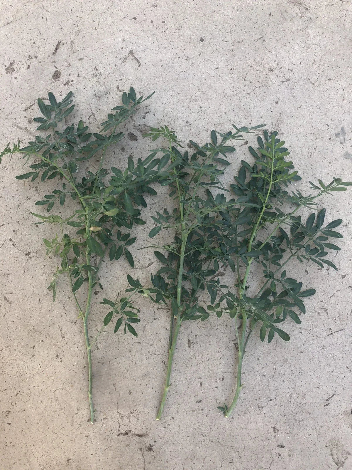 Fresh Cutting Common Rue Plant - Ruta Graveolens - Aromatic Culinary Herb - Herb of Grace - Ready to Plant