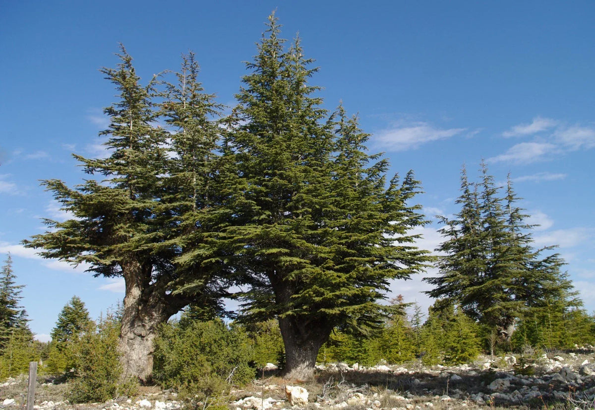 Lebanon Cedar Seeds 5 Pack, Drought-Resistant Evergreen, Cedrus libani, Ideal for Landscaping and Gardens