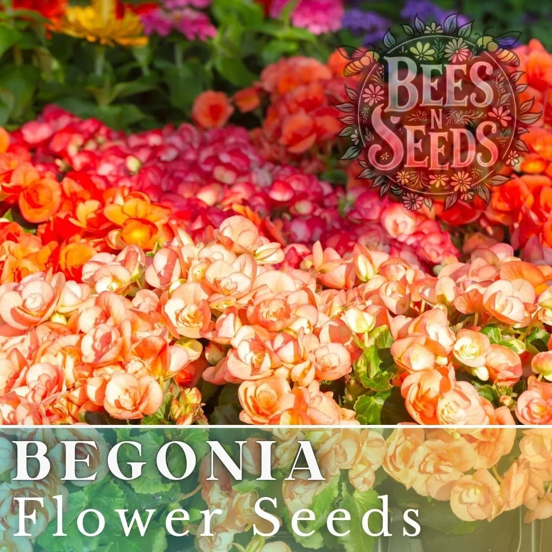 Begonia Seeds - Warm Glow Mix - Non-GMO Flower Seeds - 45 or 125 Seeds - Bright Colorful Blooms for Garden & Indoor Planting