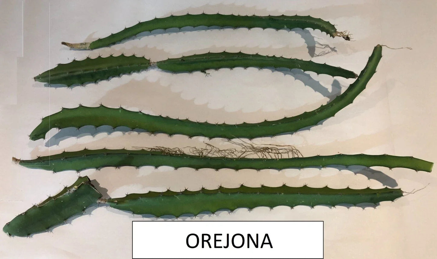 Dragon Fruit Cutting - Orejona Variety - Hylocereus polyrhizus - Tropical Fruit Plant for Home Garden