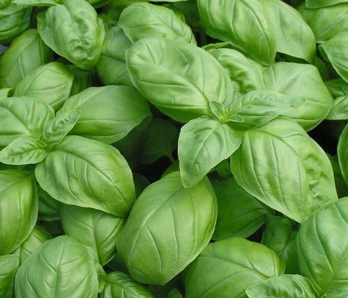 Basil Seeds 1000+ Genovese Herb Seeds for Planting, Aromatic Ocimum basilicum, Indoor & Outdoor Gardening