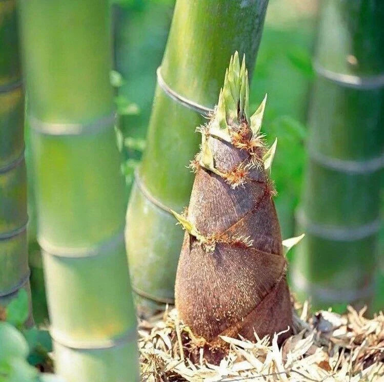 Giant Moso Bamboo Seeds 50 Pack | Edible Phyllostachys edulis for Landscaping & Culinary Use