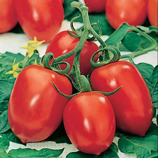 Roma Tomato Seeds - Organic Heirloom Non-GMO Solanum lycopersicum for Canning & Sauces - 10+ Seeds Packet
