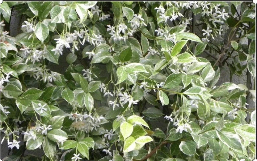 Variegated Confederate Jasmine Starter Plant - Trachelospermum jasminoides Rooted Cutting for Garden Climbing Vine or Ground Cover