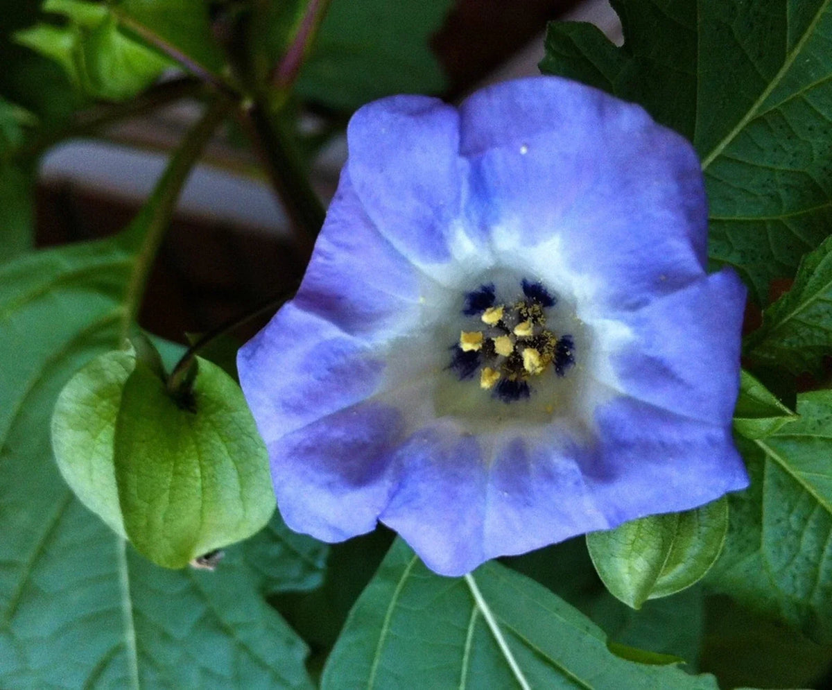 Organic Apple of Peru Seeds - 50+ Heirloom Seeds, Nicandra Physalodes var. nigra, Exotic Ornamental Garden Plant