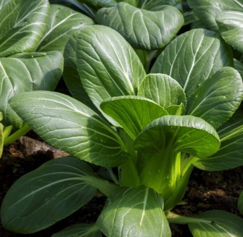 Pak Choi Seeds 600+ Brassica rapa subsp. chinensis Vegetable, Asian Leafy Green, Chinese Cabbage, Bok Choy Seeds