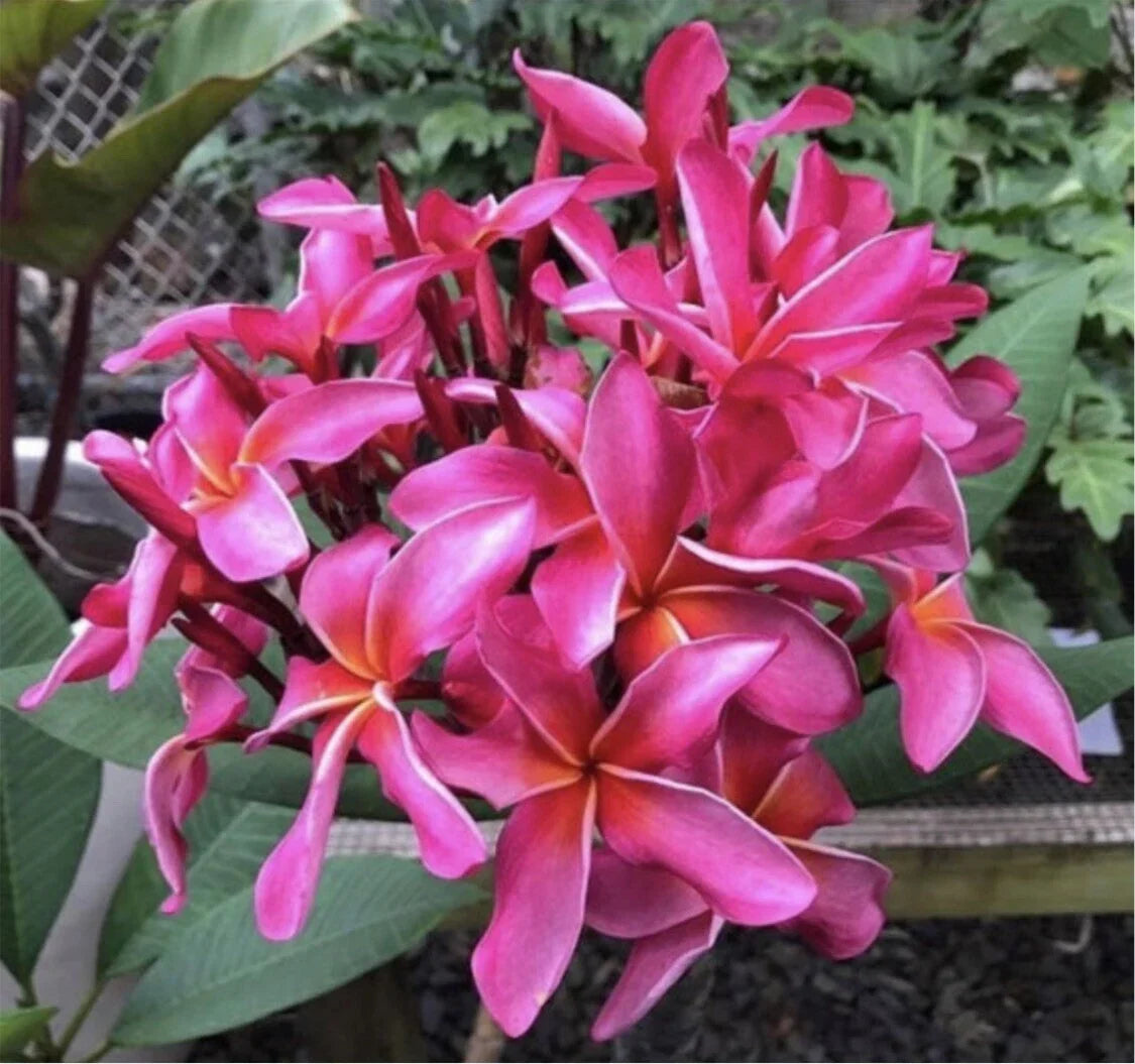 Rooted Plumeria Plant Cutting - Wave Rage Frangipani - 11 Inches with 1 Tip - Tropical Flowering Garden Plant