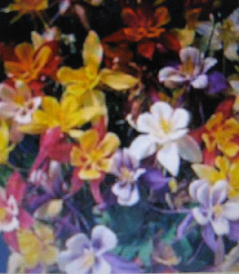 Columbine Seed Packet - McKansas Giant Aquilegia canadensis - Multicolored Blooms, Perennial, Butterfly & Hummingbird Attracting