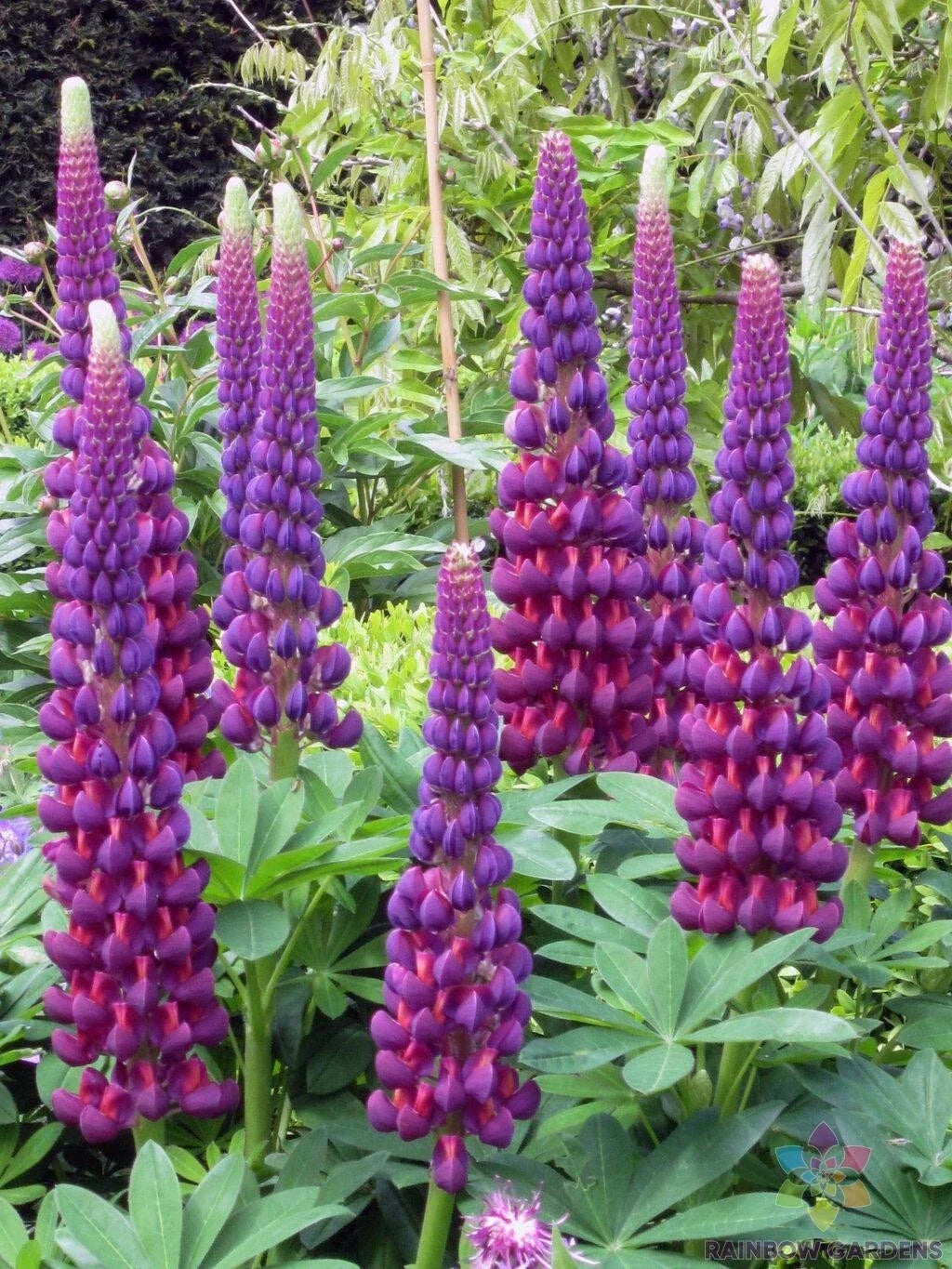 Masterpiece Lupine Seeds - 25+ Pack, Vibrant Multi-Color Lupinus polyphyllus, Perennial Garden Flower Seeds, Full Sun, Easy to Grow