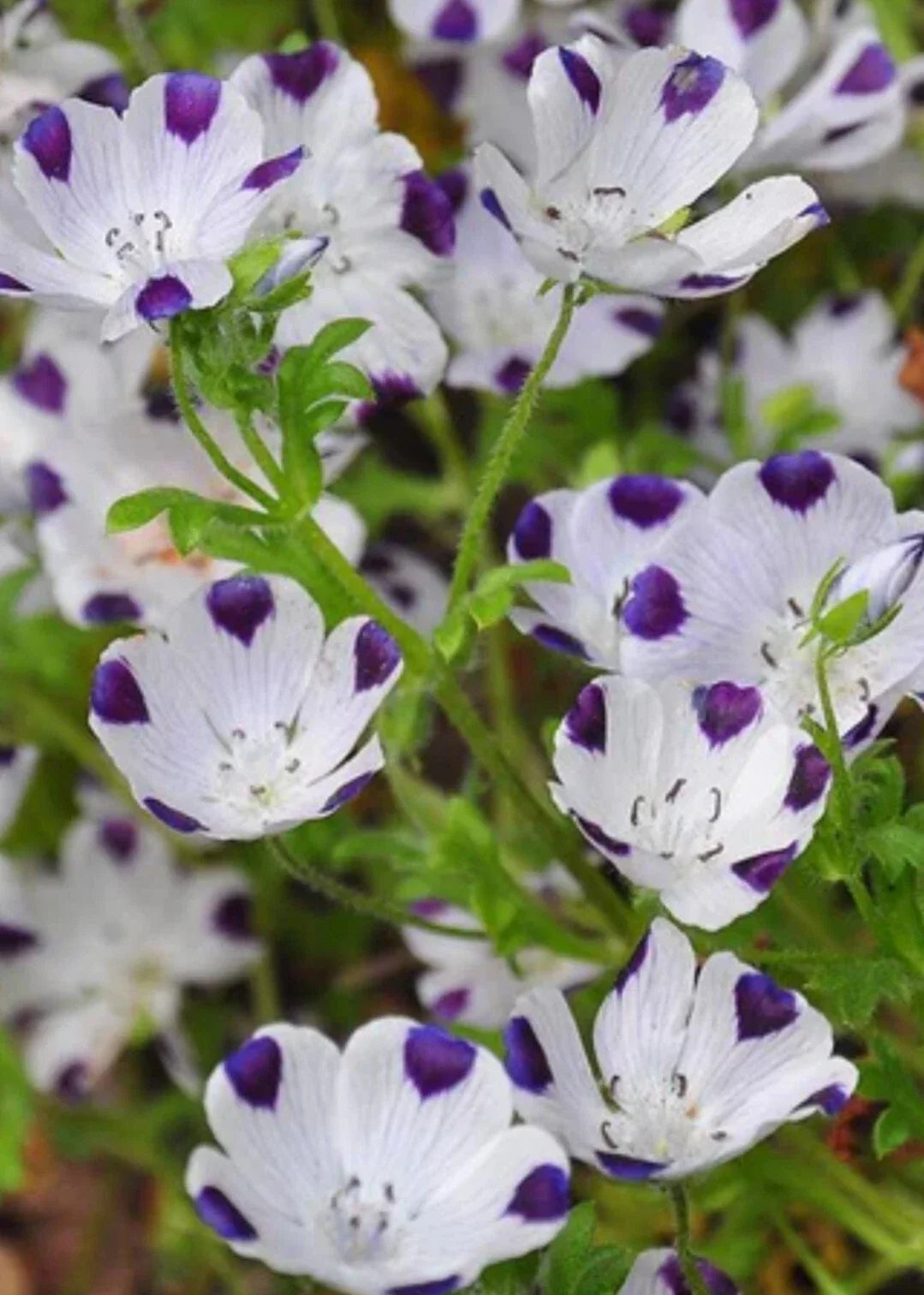 Five Spot Flower Seeds - Organic Nemophila menziesii Blue with White Spots, 100+ Seeds for Garden, Borders, Containers, Wildflower Planting