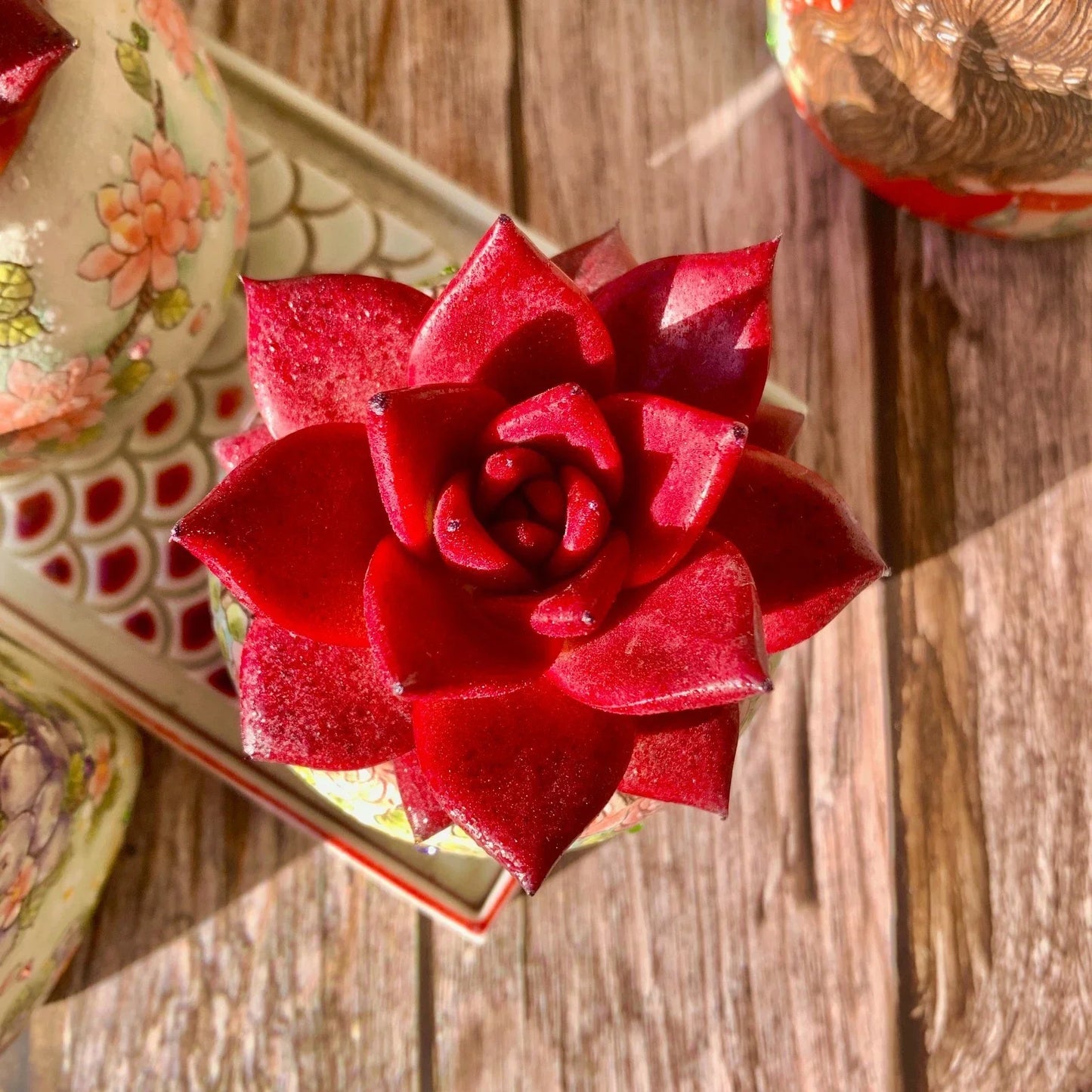 Rare Succulent Plant Agavoides v Romeo Rubin Bare Root – Vibrant, Easy Care, Rosette-Forming, Indoor/Outdoor Garden Plant