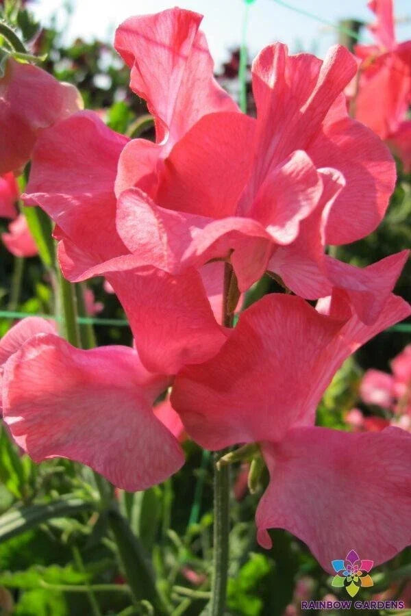 Sweet Pea Seeds - 50+ Pack - Fragrant Pastel Blooms - Lathyrus odoratus - Climbing Garden Flowers for Trellises & Fences