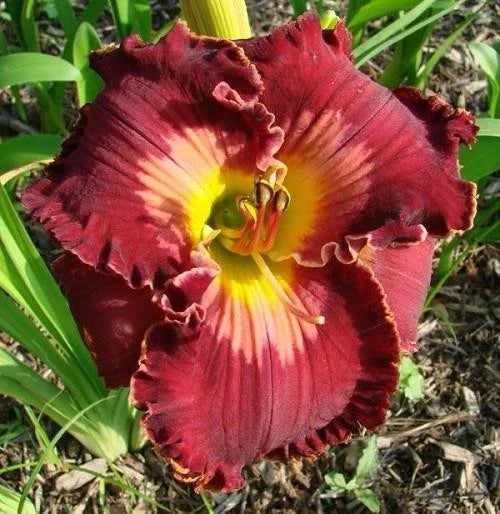 Daylily Live Plant - Spacecoast Velvet Valentine - Perennial Flowering Hemerocallis - Vibrant Red Blooms, Drought Tolerant, Pollinator Attracting