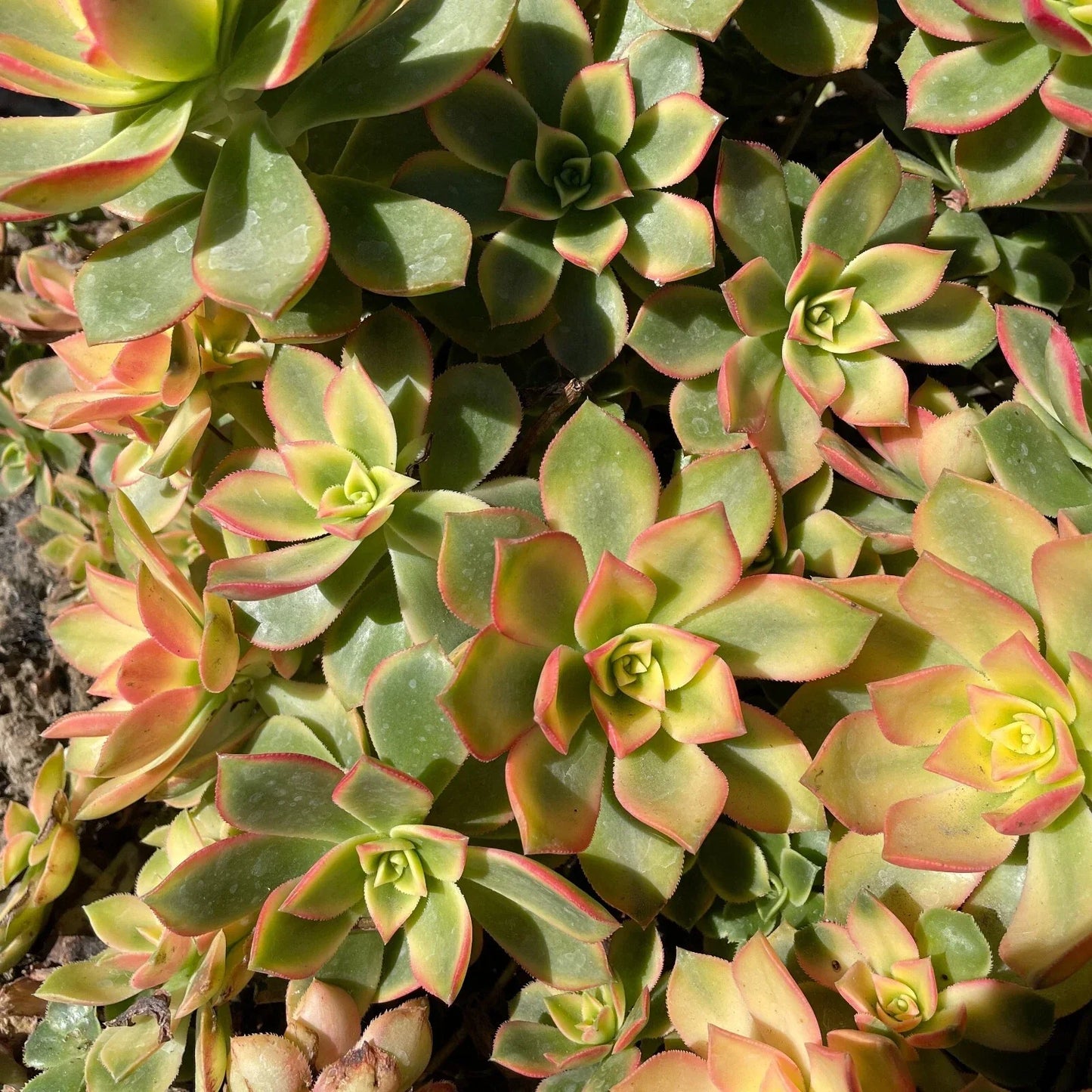 Aeonium Kiwi Variegated Succulent Plant Cuttings - "Dream Color" Indoor/Outdoor Gardening, Drought-Tolerant, Easy Care