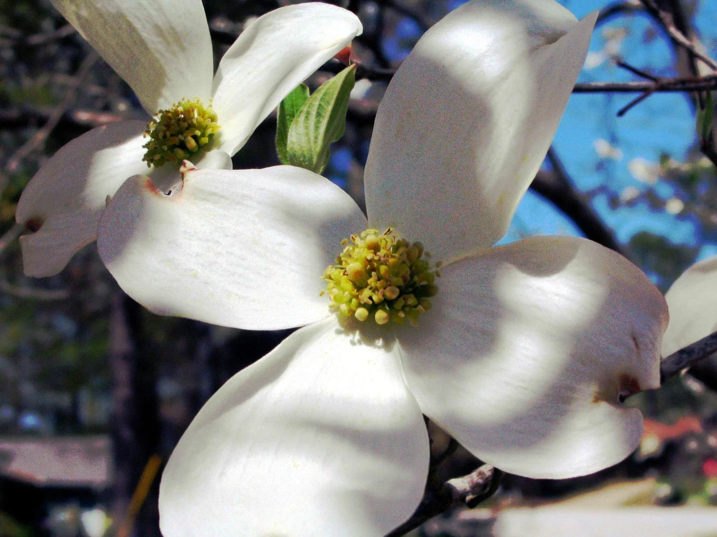 Dogwood Tree Seeds - 20 Seeds - Flowering Cornus florida for Garden, Landscape & Pollinator Attraction