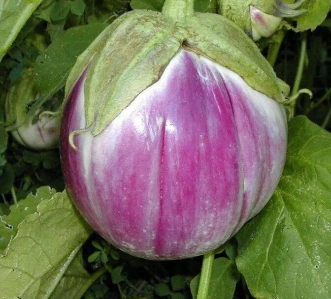 Rosa Bianca Eggplant Seeds - 30 Premium Heirloom Solanum melongena Vegetable Seeds for Home Gardens & Containers