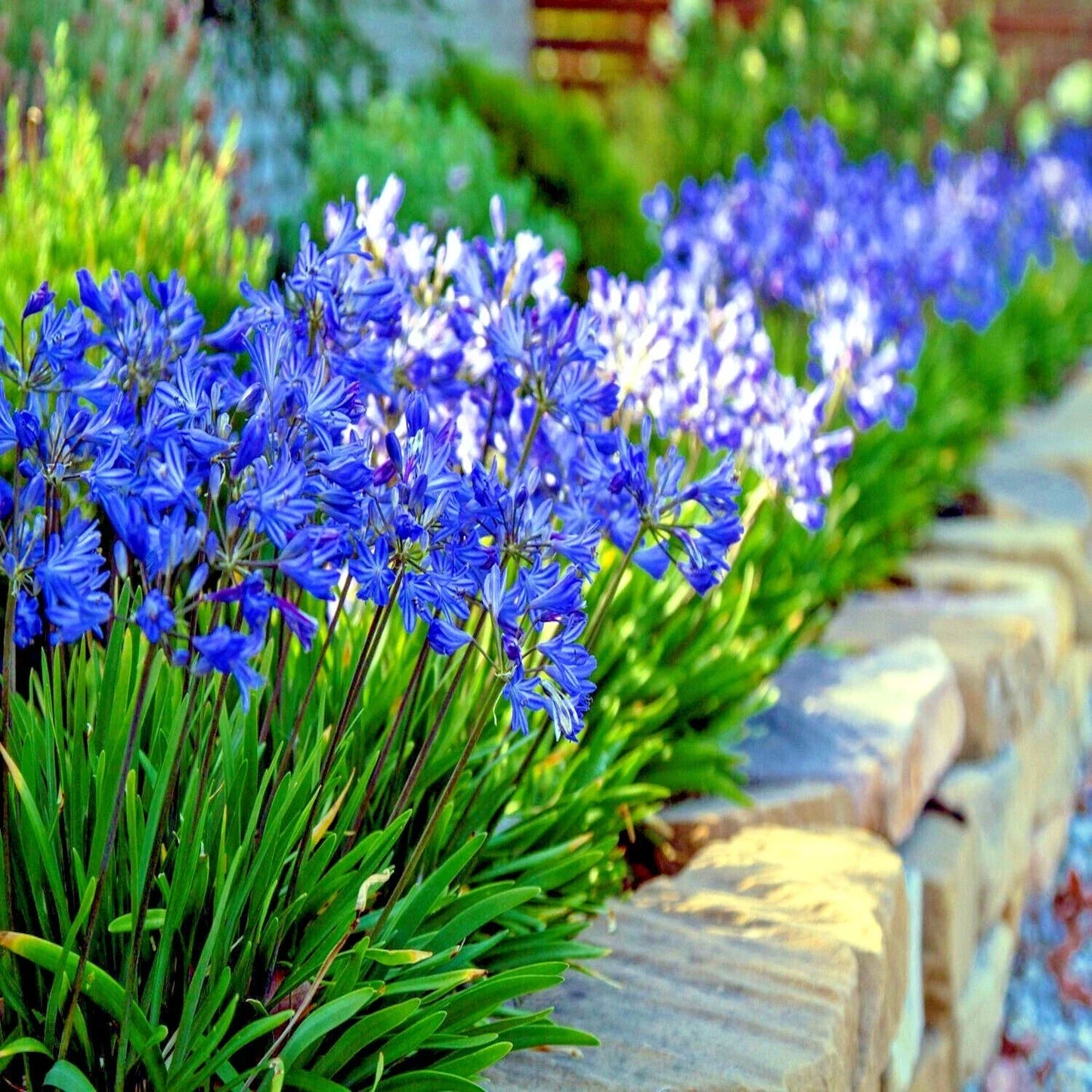 Dwarf Blue Lily of The Nile Seeds - 25 Agapanthus "Peter Pan" Flower Seeds for Garden & Indoor Planting