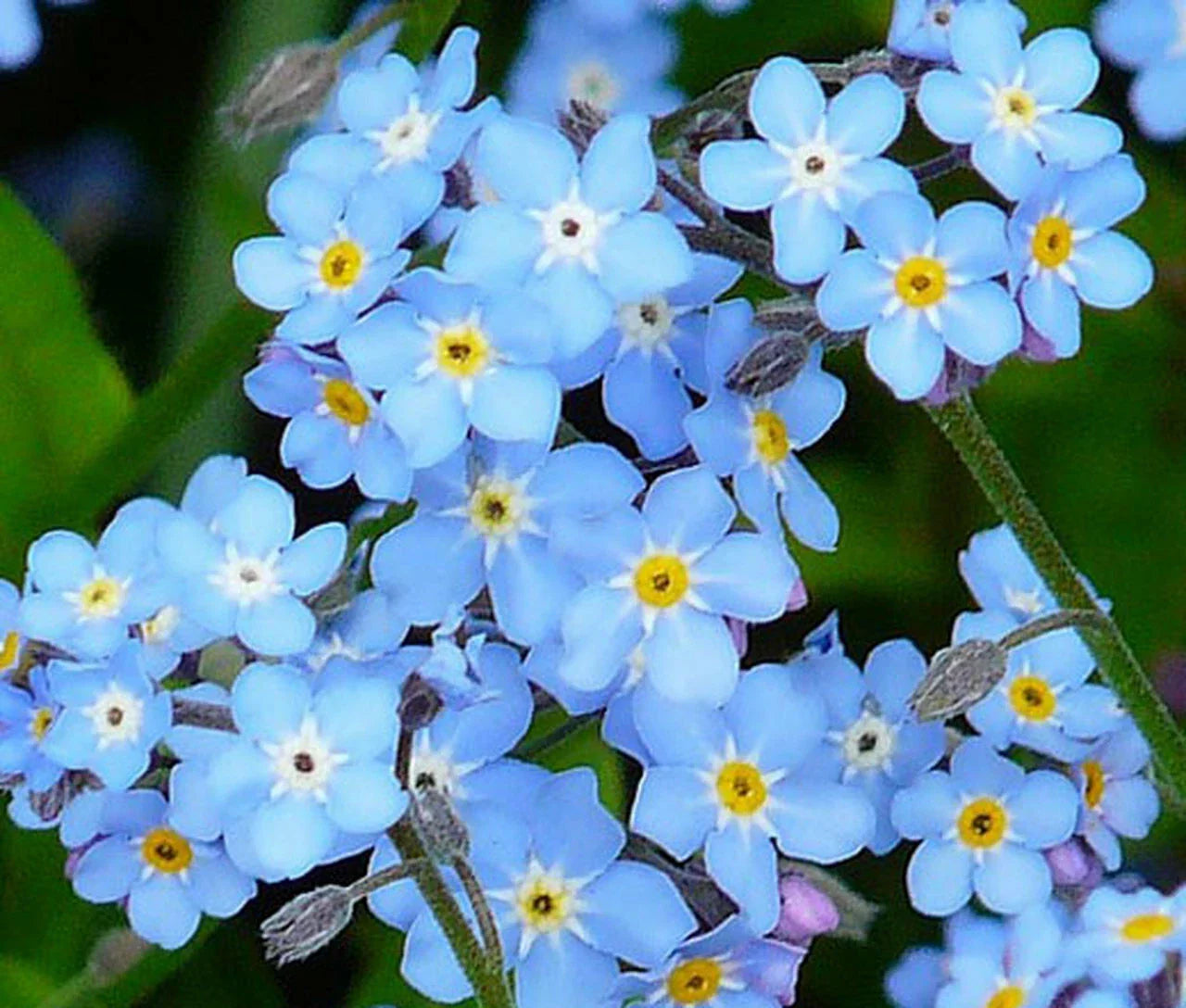 Forget Me Not Seeds - 401+ Blue Woodland Wildflower Seeds for Gardens, Myosotis spp., Spring & Summer Bloom, Easy to Grow