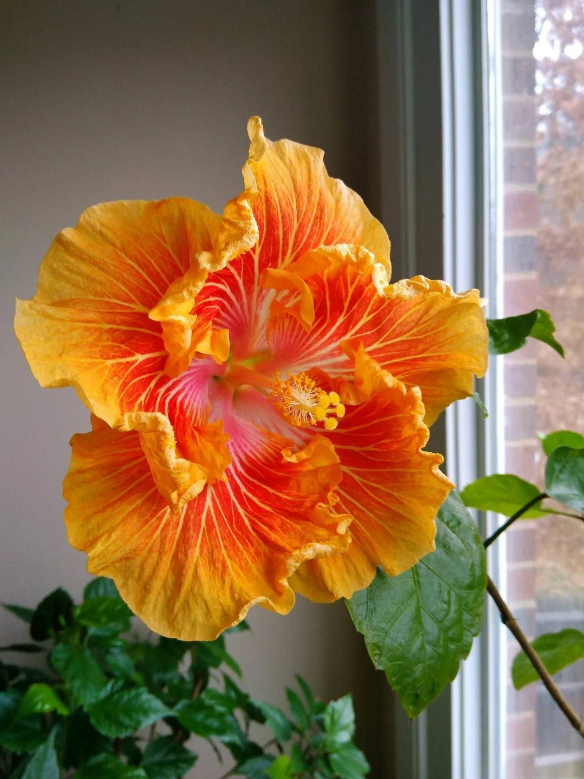 Tropical Hibiscus Starter Plant - Small Rooted - Hibiscus rosa-sinensis - Bare Root Garden Plant for Colorful Blooms